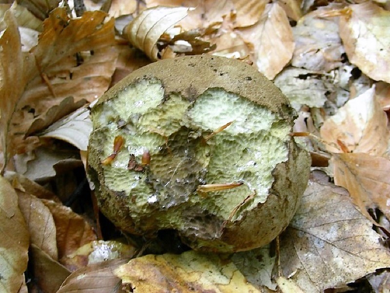 136 Da determinare bosco misto di latifoglia 530 m s.l.m